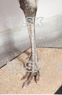 Emus leg photo reference 0016